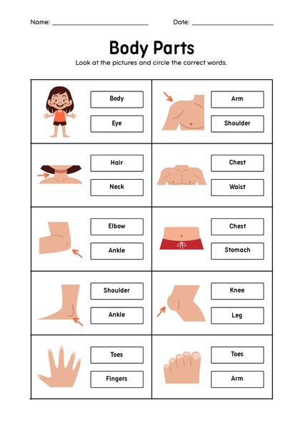 Body Parts