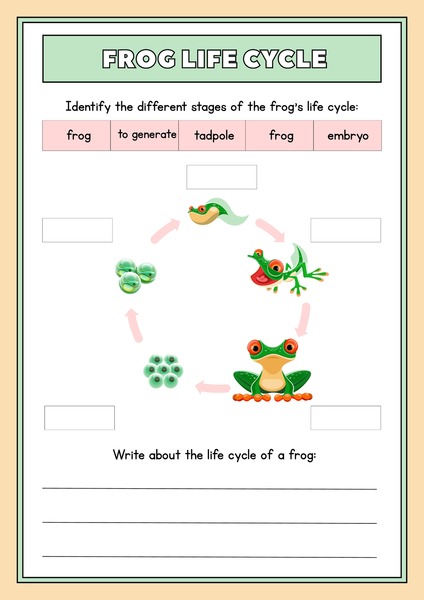 Frog Life Cycle