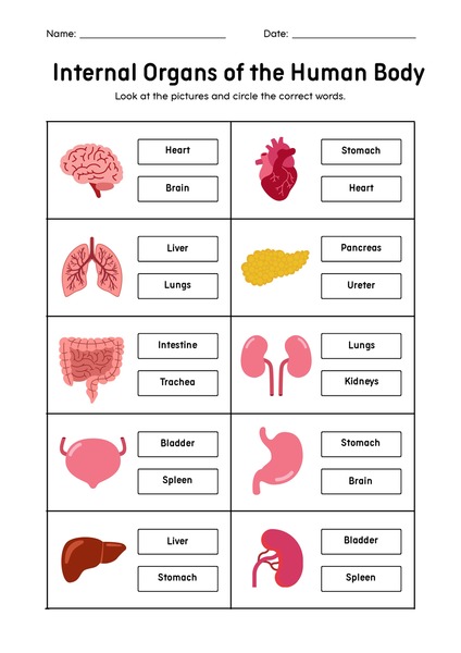 Internal Organs of the Human Body