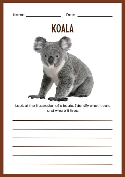 Koala Description