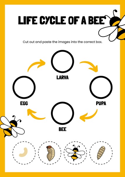 Life Cycle of a Bee