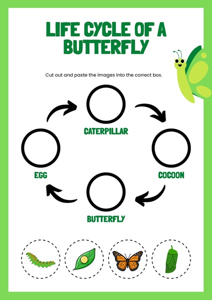 Life Cycle of a Butterfly
