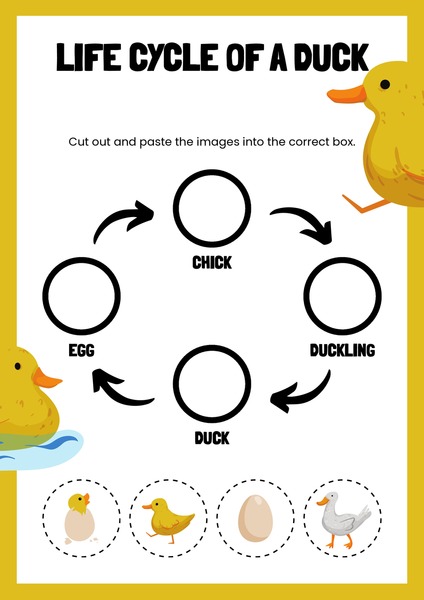 Life Cycle of a Duck