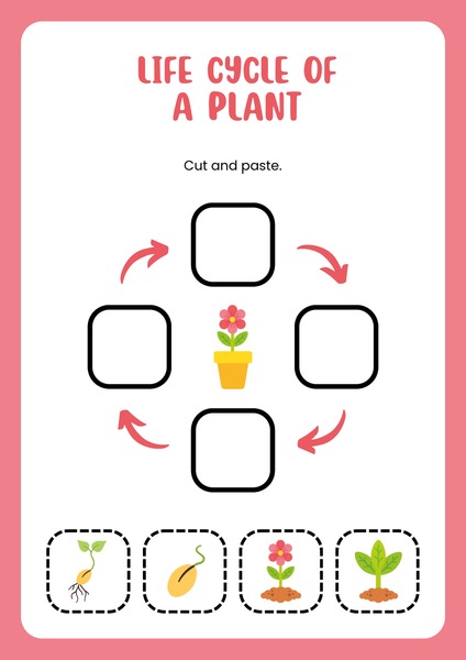 Life Cycle of a Plant