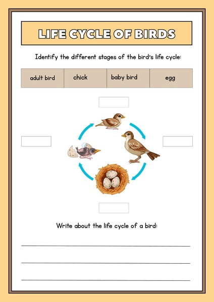 Life Cycle of Birds