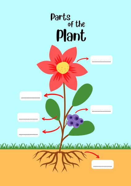 Parts of the Plant v.2