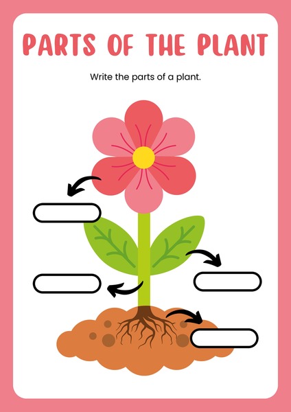 Parts of the Plant