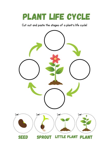 Plant Life Cycle v.2