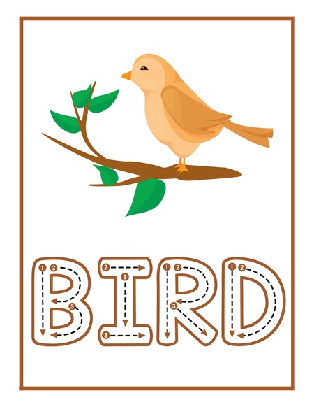 Reading Passage - Bird