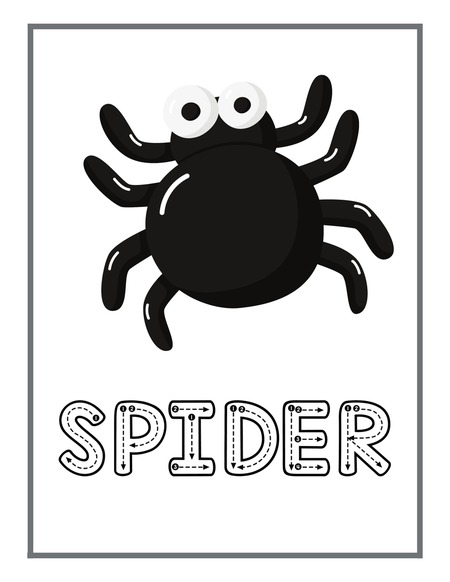 Reading Passage - Spider